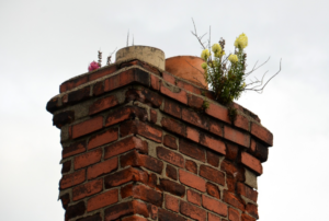 wild plants growing on a chimney