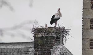 a bird nesting in a chimney