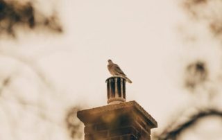 a bird sitting on a chimney