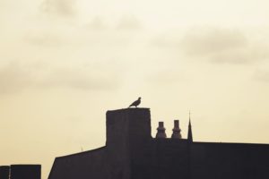 a bird sitting on an old chimney requiring chimney inspection