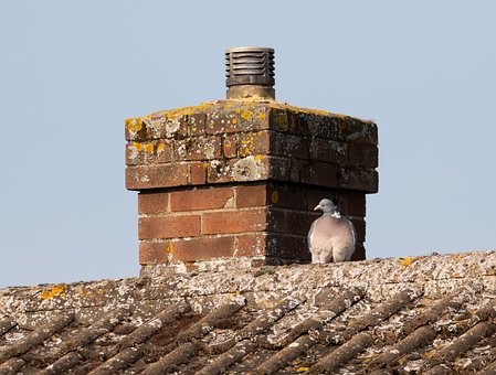 Pigeon resting under chimney during hot day
